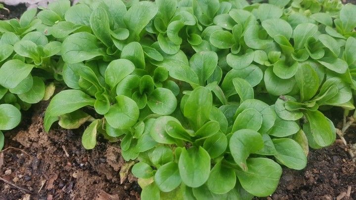 Feldsalat Selbst Anbauen Frag Mutti