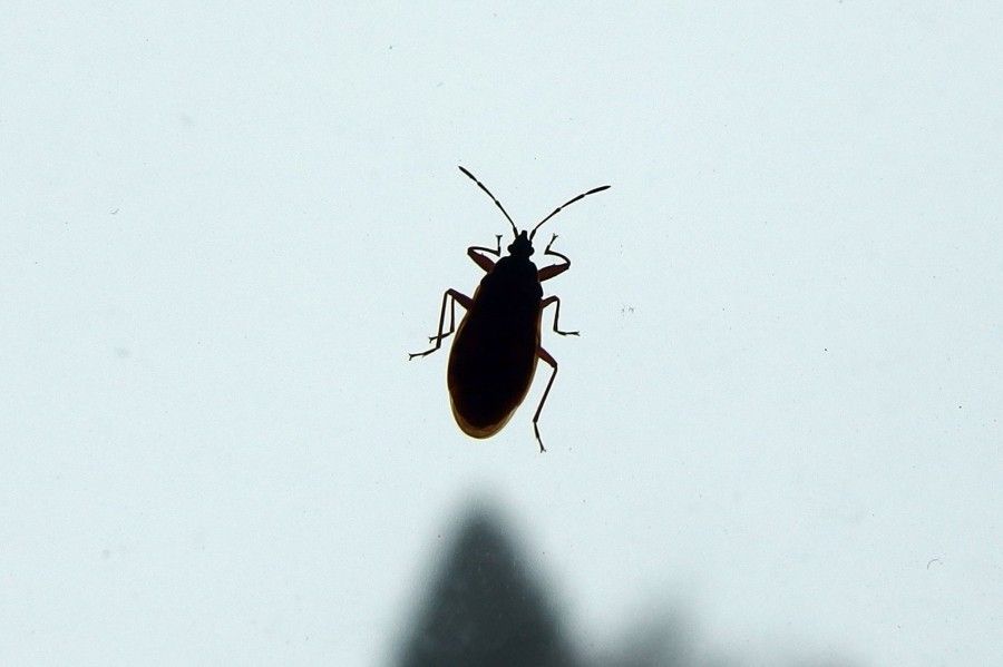 Haarspray Zur Insektenvernichtung Verwenden Frag Mutti