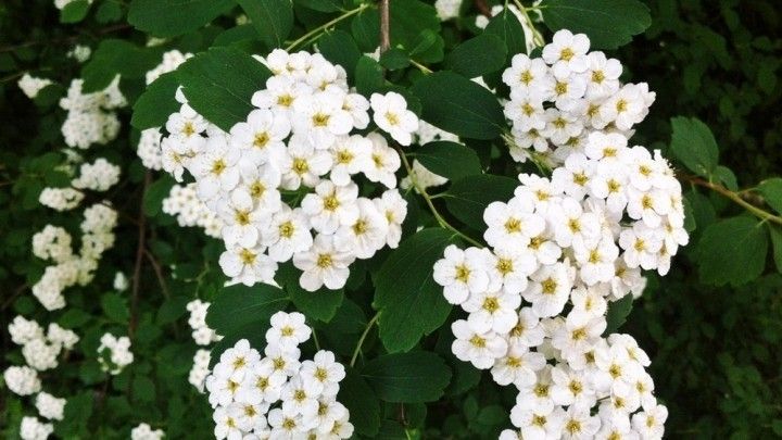 In der Sommerhitze Blumen einpflanzen - wie kann's klappen? Frag Mutti