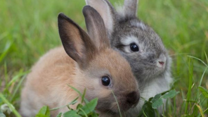 35+ Kaninchen bilder zum ausdrucken , Kaninchen Haltung Grundlagen Frag Mutti