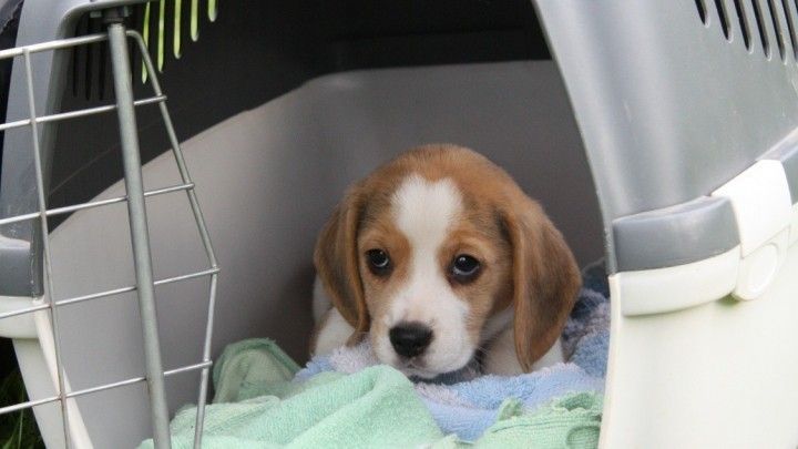 Hund an die Hundebox gewöhnen Frag Mutti