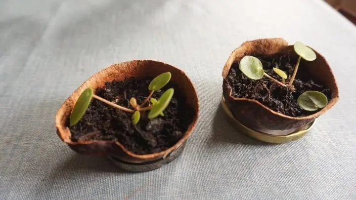 Hast du gerade eine Avocadoschale übrig? Dann schmeiß sie nicht direkt weg, sondern bastle daraus einen kleinen Pflanzentopf.