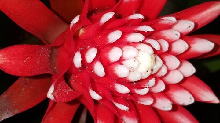 Bromelien: pflegeleichte Zimmerpflanzen