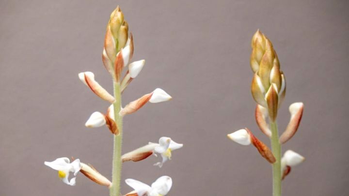 Juwelorchidee: der Diamant unter den Orchideen