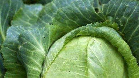 Ein geschlossener Zuckerhut befindet sich inmitten frischer, grüner Blätter, die einen gesunden Wintersalat umrahmen.