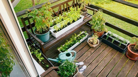 Gemüse und Kräuter auf dem Balkon anbauen