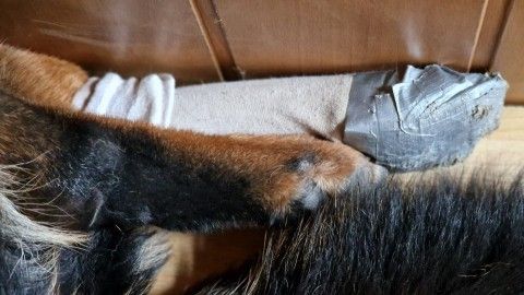 Ein Hund hat einen selbstgemachten Pfotenschutz aus Stoff und Klebeband um sein Bein, während er entspannt am Boden liegt.