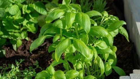 Grüne Basilikumpflanzen wachsen üppig in einem Gartenbeet, umgeben von anderen Kräutern und frischer Erde.