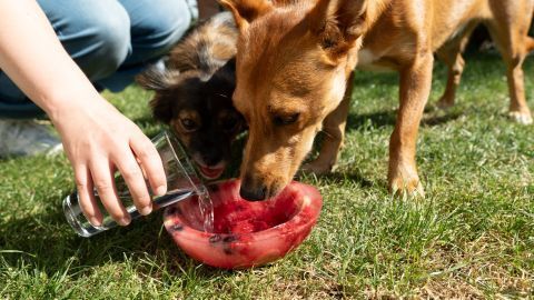 Zwei Hunde lecken eine Fruchteis-Bowl auf einer grünen Wiese, während eine Hand Wasser aus einem Glas hinzugießt.