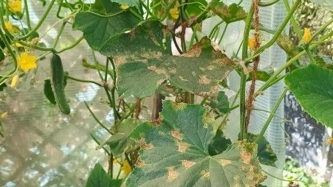 Stängelfäule an Tomaten- und Gurkenpflanzen bekämpfen