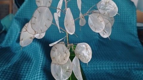 Silberblatt (Lunaria annua) toll für Trockensträuße