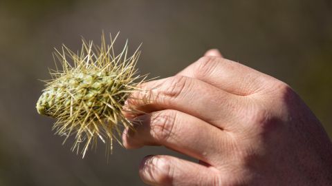 Kaktus-Stacheln mit Kleber aus Haut entfernen