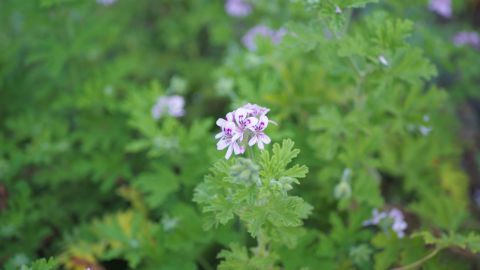 Eine Duftpelargonie mit üppigen rosa Blüten hängt in einem Garten, umgeben von verschiedenen Pflanzen im Hintergrund.