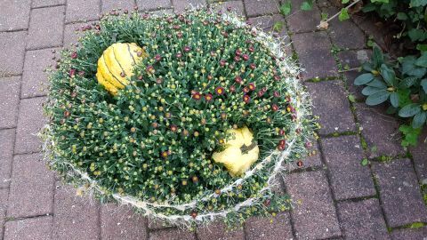 Kürbisse liegen dekorativ in einem üppigen Chrysanthemen-Blumenarrangement auf gepflastertem Untergrund im Freien.