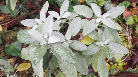 Salbei: nützlich für Gesundheit und Garten. Diese robuste Pflanze, hier mit silbrig-grauen Blättern im Bild, eignet sich perfekt für jede Jahreszeit und hat vielfältige Anwendungen – von der Küche bis zur Heilpflanze.