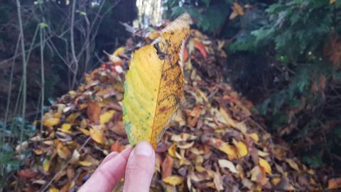 Eine Hand hält ein gelbes, leicht verfärbtes Herbstlaub vor einem großen Laubhaufen in einem bewaldeten Garten.