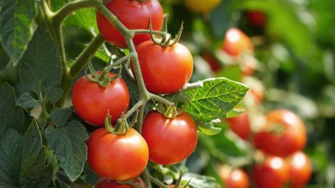 Frische Tomaten aus dem Garten verleihen vielen Gerichten Geschmack und Farbe. Mit den passenden Tipps kannst du deine Ernte optimal verwerten und haltbar machen.