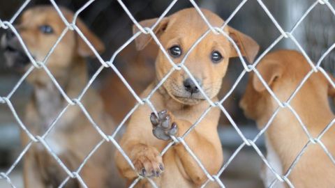 Diese niedlichen Welpen im Tierheim warten sehnsüchtig auf ein liebevolles Zuhause. Springe in den Weihnachtslostopf und mache einen von ihnen zum Patenkind. Deine Unterstützung bringt Hoffnung und Freude in ihr Leben.