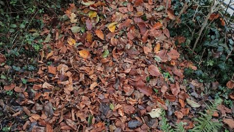 Ein herbstlicher Laubhaufen bietet nicht nur Igeln, sondern auch anderen Tieren einen sicheren Unterschlupf und wertvollen Lebensraum. Lass die Blätter liegen und schaffe ein kleines Naturparadies im eigenen Garten.