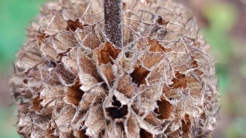 Lass verblühte Pflanzen, wie diese hier, über den Winter stehen. Ein naturnaher Garten hilft der Tierwelt und dient als Schutz für neue Pflanzen.