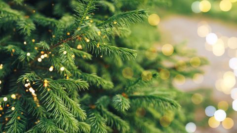 Nach Weihnachten muss dein Weihnachtsbaum nicht weggeworfen werden. Verwerte die Zweige stattdessen und nutze sie als natürlichen Schutz für deine Blumen im Winter.