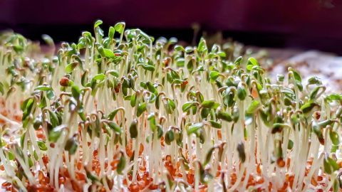 Gartenkresse bringt im Winter frischen Schwung in deine Küche. Sie ist reich an Vitaminen und einfach aufzuziehen, wie die sprießenden Kressestängel im Bild zeigen. Perfekt für Salate und Sandwiches!