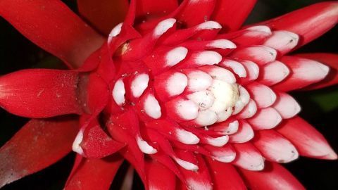 Bromelien sind farbenfrohe und pflegeleichte Zimmerpflanzen, die ideal für Anfänger sind. Diese exotische Pflanze benötigt wenig Wasser und gedeiht auch bei wenig Licht.