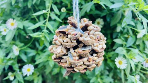 Selbstgemachter Vogelfutter-Zapfen: Mit Erdnussbutter und Samen lockst du Vögel in deinen Garten.