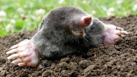 Maulwürfe sind ganz schön schlaue Tiere. Sie hören, riechen und fühlen besonders gut. Aber können sie auch sehen oder sind sie wirklich blind?