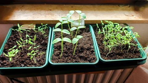 Das Bild zeigt Gurken und Tomaten 9 Tage nach dem Aussäen in einem beheizten Gewächshaus