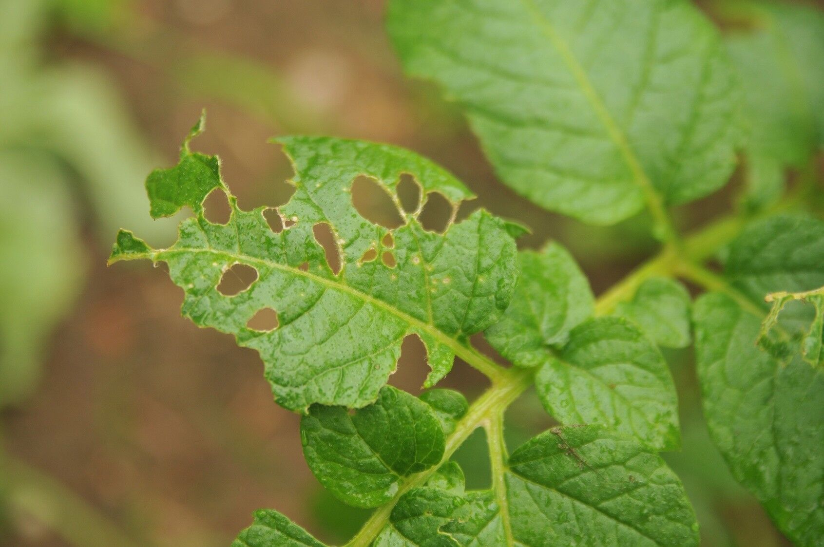 Fraßspuren im Garten Schädlinge erkennen und bekämpfen