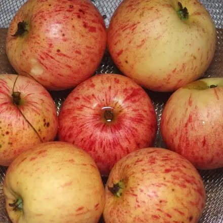 Äpfel in Brathähnchen halten das Fleisch saftig