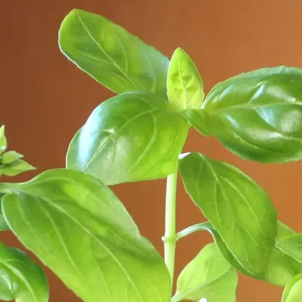 Basilikum ziehen und züchten: So klappt es!