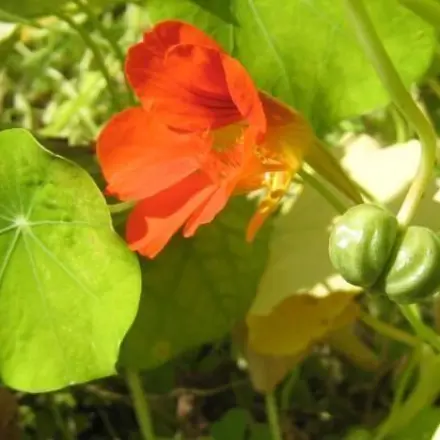 Kapern aus Kapuzinerkressesamen - pfeffrig und lecker