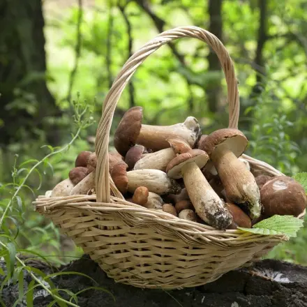 Gefahrlos Pilze sammeln – die wichtigsten Tipps