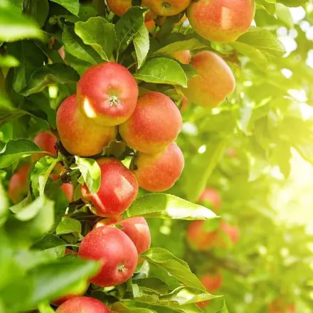 Obstbaum düngen - ein Beispiel