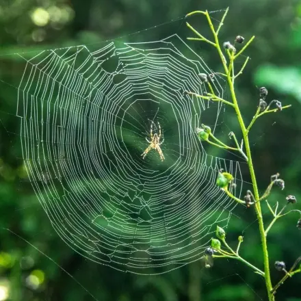„Warum klebt eine Spinne nicht an ihrem Netz fest?“
