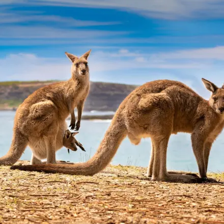 „Haben Kängurumännchen auch Beutel?“