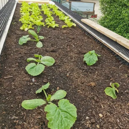Eigenanbau im Hochbeet und Garten
