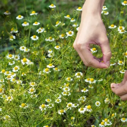 Chamomilla - Heilung mit Echter Kamille