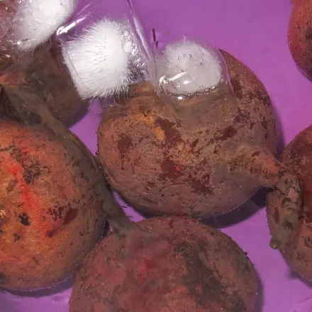 Rote Beete einfach schälen mit Eiswasser