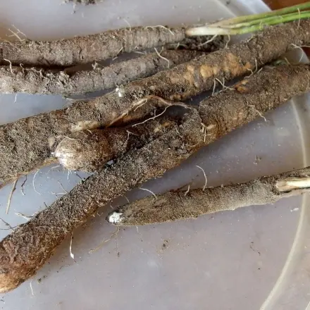 Schwarzwurzeln schälen mit Wasser und Sparschäler